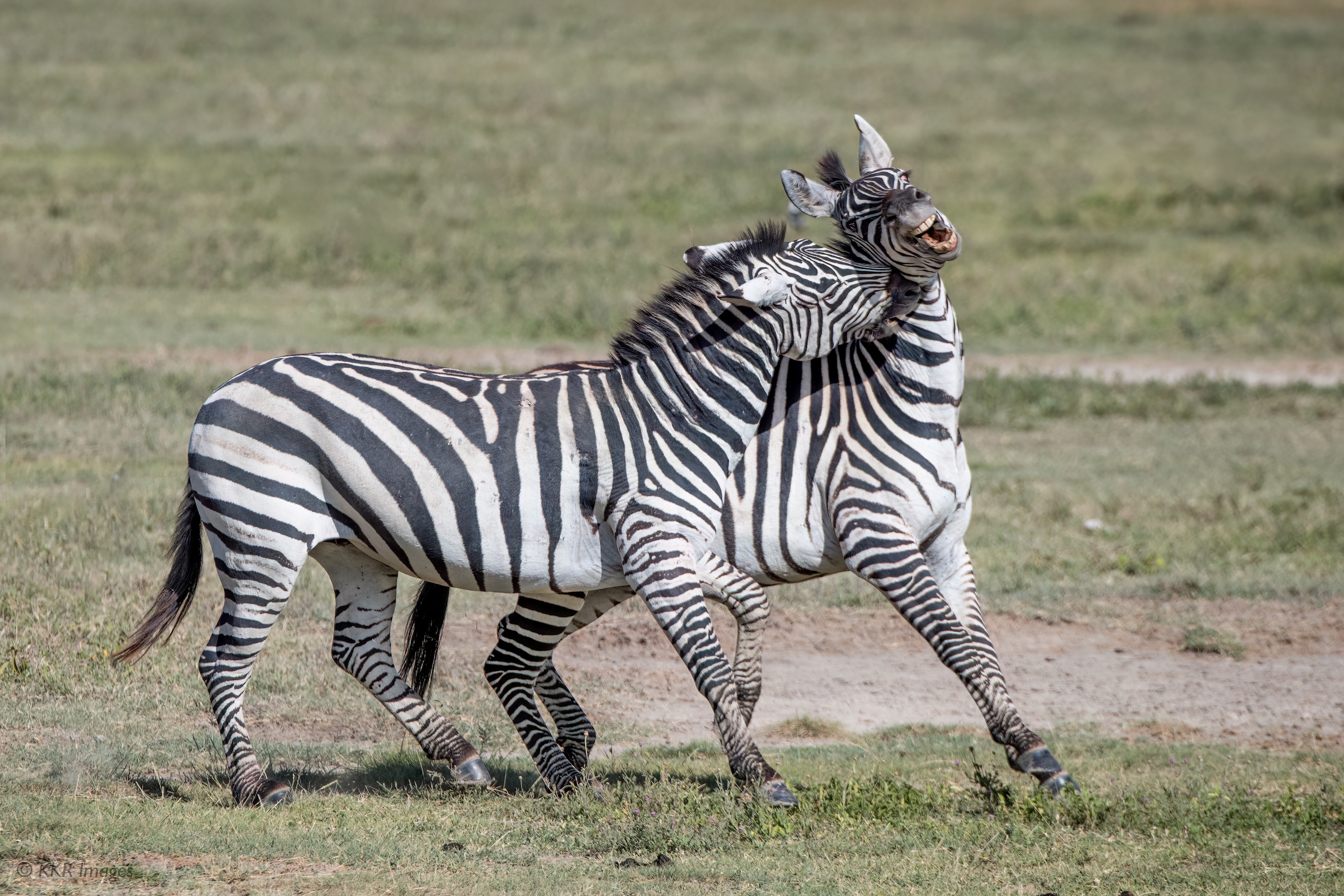 Zebras fighting.jpg