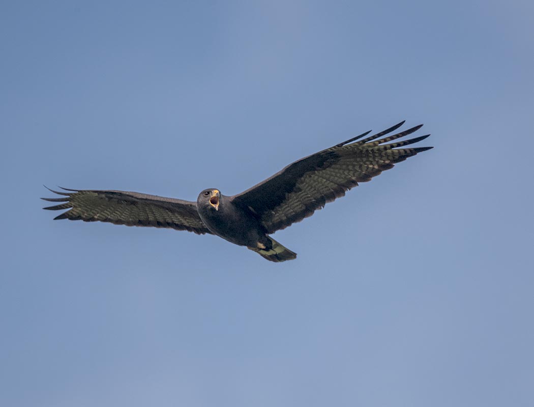 Zone-tailed Hawk  Sandy Anderson's 850_722805122021.jpg