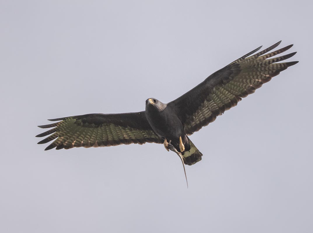 Zone-tailed Hawk  Sandy Anderson's 850_749305122021.jpg