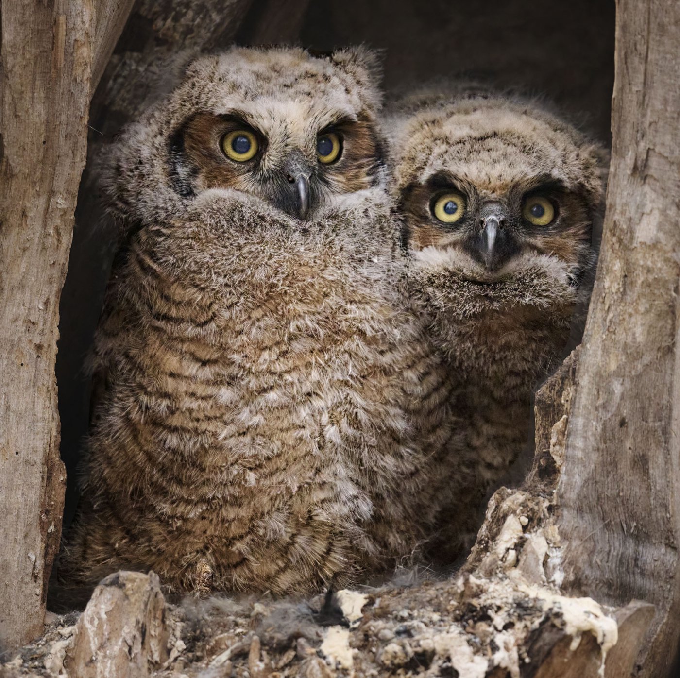 zz owlets 1.jpg