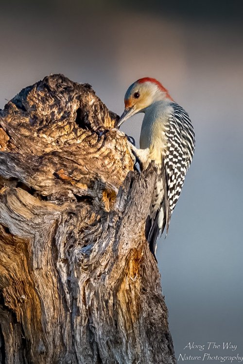 The Woodcarver Red-bellied woodpecker