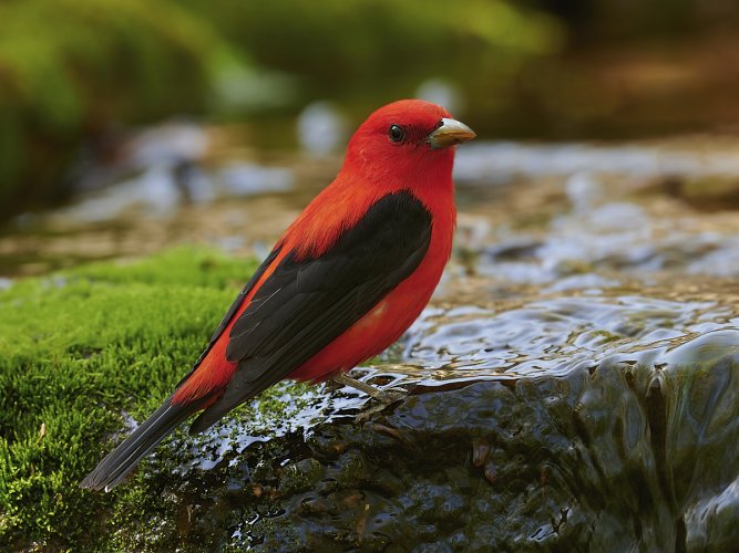 Scarlet Tanager