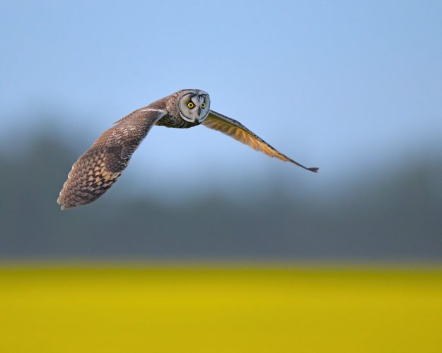 Short Eared Owl