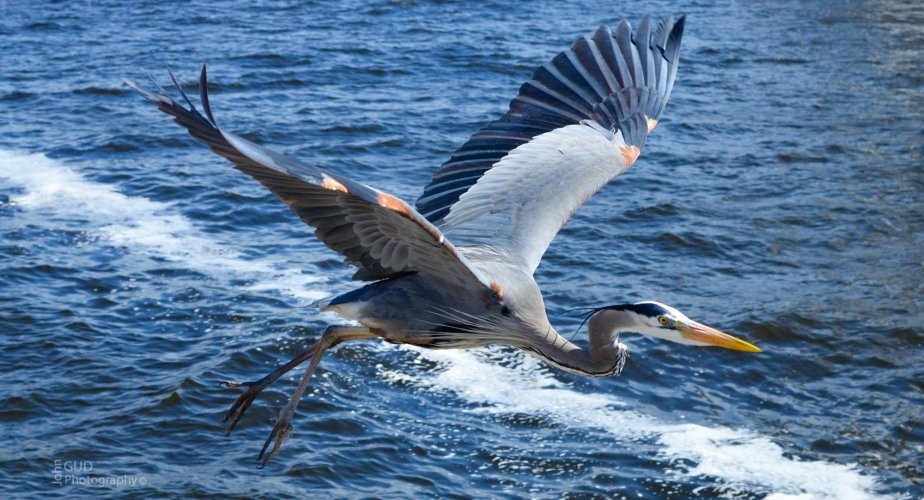 Heron in flight!