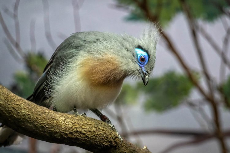 The Crested Cua of madagascar kept a look-out for food. Actually, this was taken in the San Antonio Zoo. That's as far as I go to photograph "wildlife