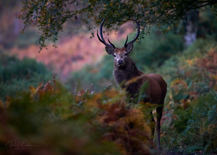 Woodland Stag at dawn in autumn colours