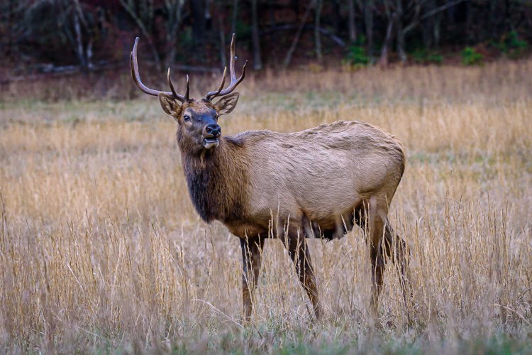 Catalooche Elk