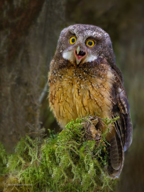 White-throated Screech Owl edit .jpg
