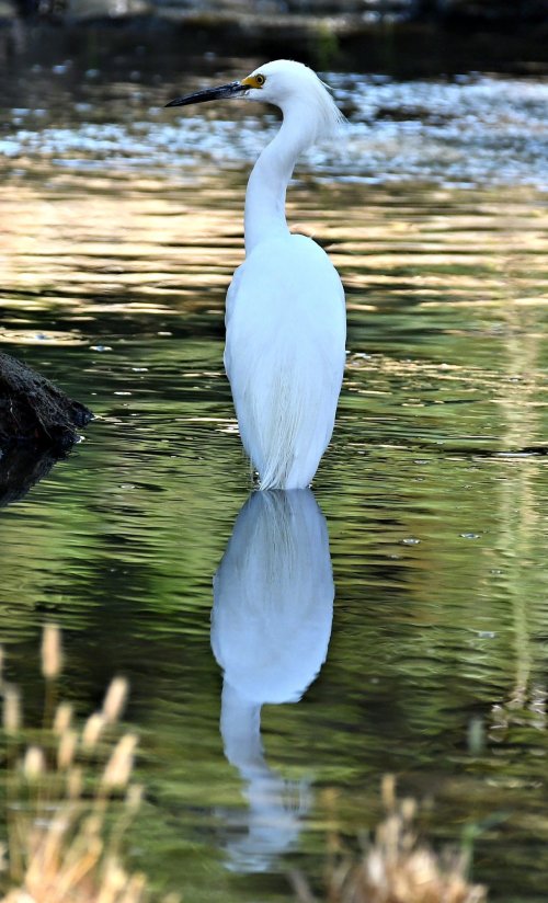 Egret Reflection in Creek