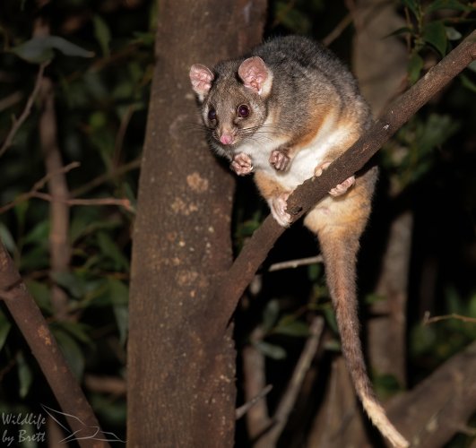 Nocturnal Wildlife From Australia :)