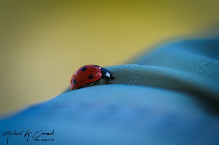 Ladybug