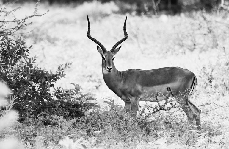 Lone Impala. Tarangire National Park, Tanzania.