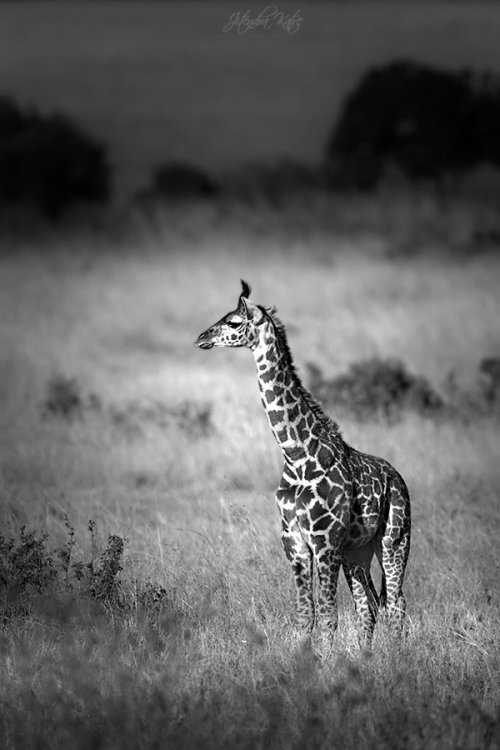 Giraffe in monochrome