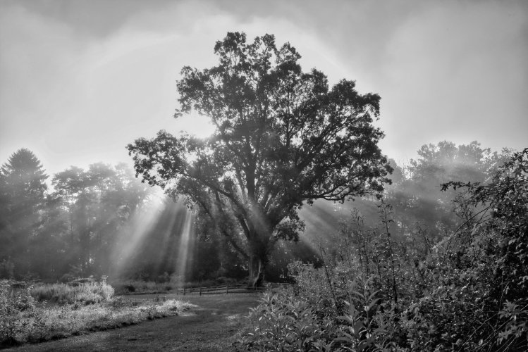 Signal Tree in Fog