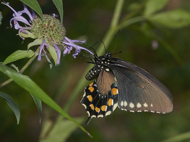 Pipevine Swallowtail