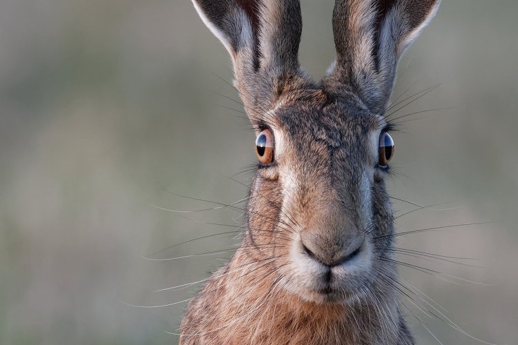 From here on in: Close-up of a brown hare