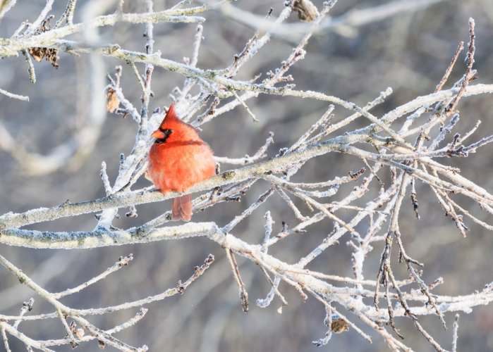 Cardinal in the cold winter