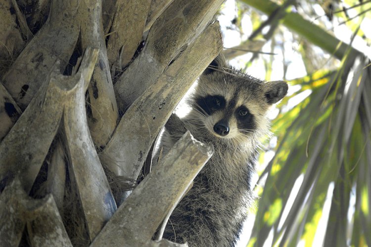 Curious Baby 'Coon in Palm