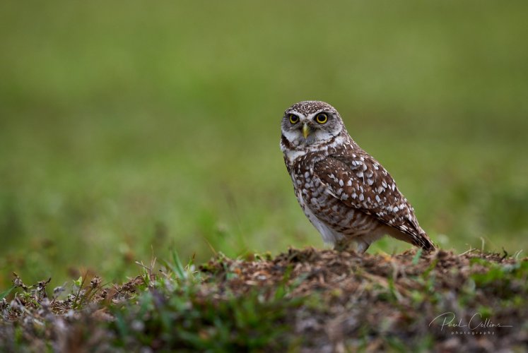 Wild Burrowing Owl