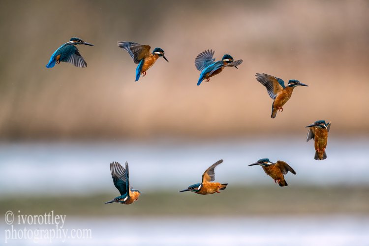 kingfisher in flight montage