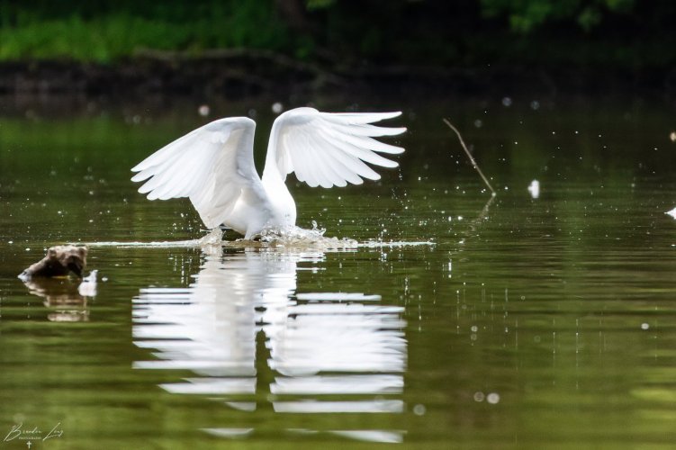 A couple shots of the Great White Egret