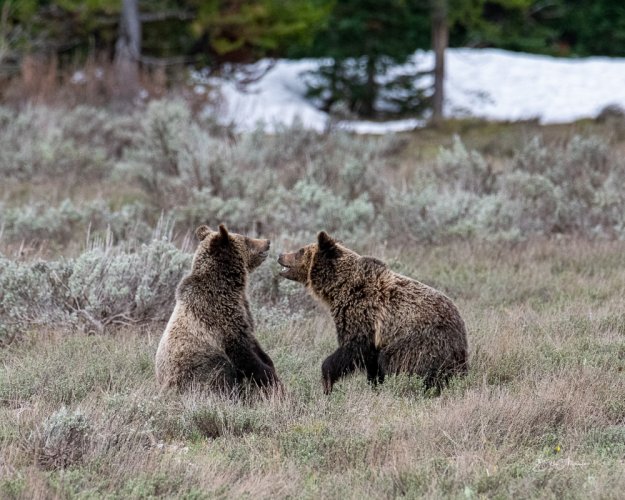 Two year old Grizzly cubs communicating