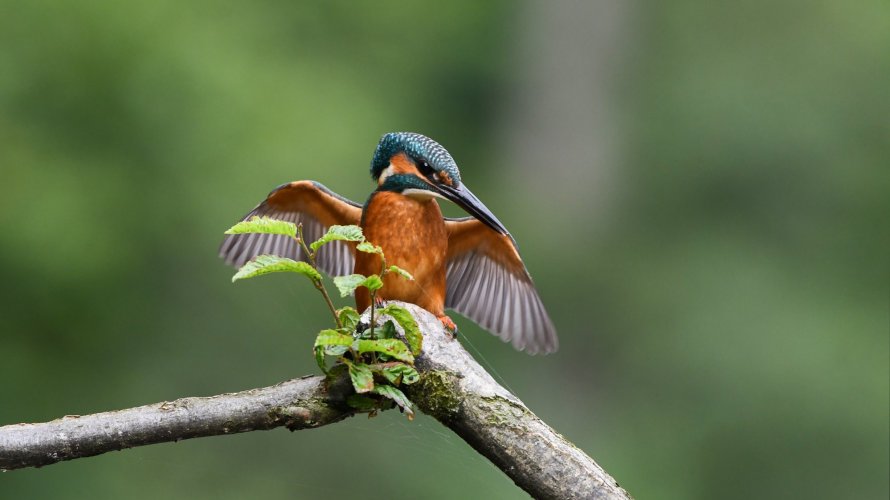 Kingfisher x3