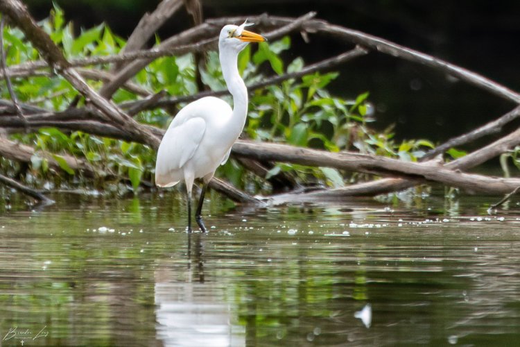 A couple shots of the Great White Egret