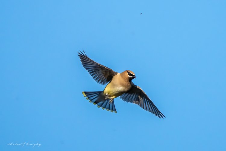 shootout with some Cedar Waxwings