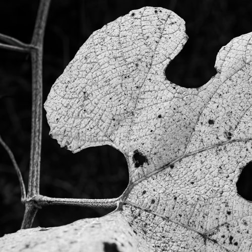 "Post Oak Grape Leaf"