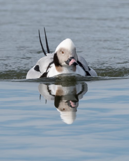 Male Longtail Duck  2020.jpg