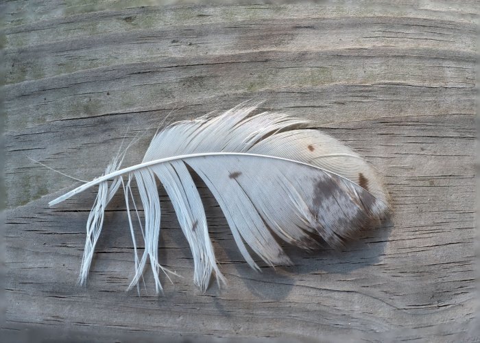 Great-horned Owl Feather