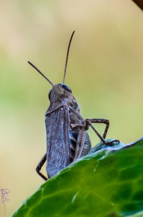 ahhh grasshopper