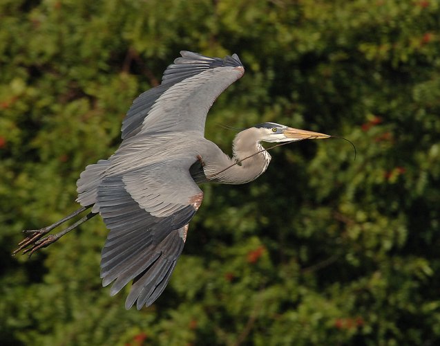 Florida is the the birding capital of the US