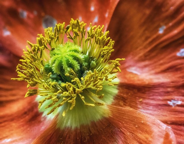 Flower, close up