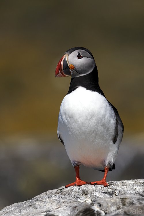 Atlantic puffin