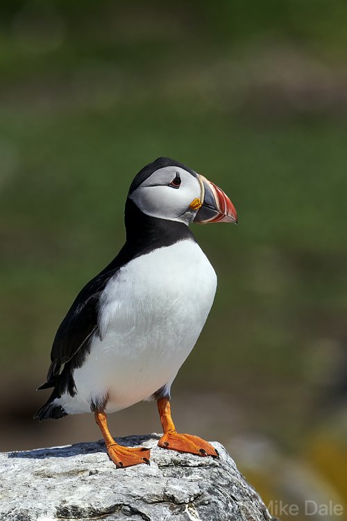 Atlantic puffin