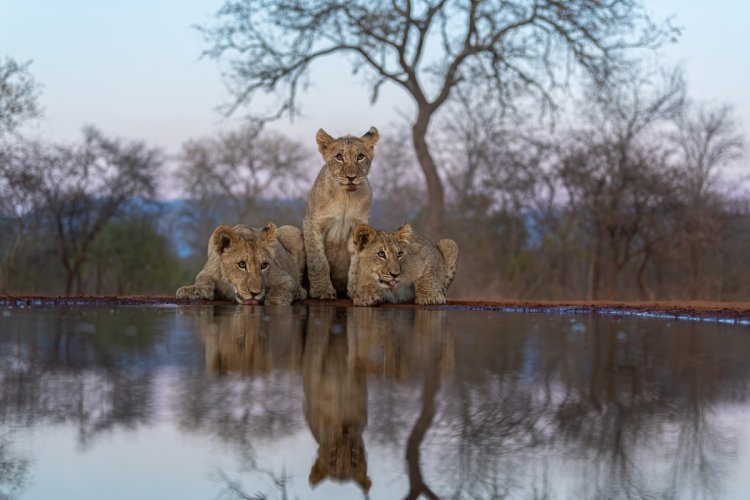 Three Lion Cubs Early Morning Drink