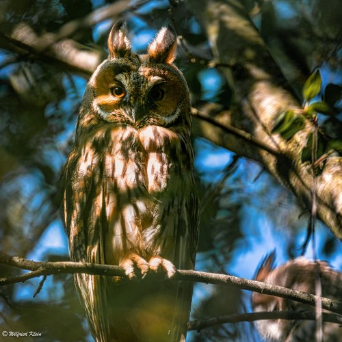 Garden visitor