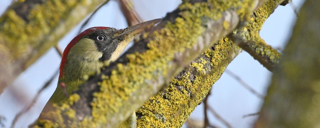 Green Woodpecker, taken at Billing Aquadrome. Northamptonshire