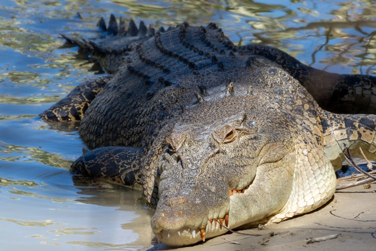 Not so little Salty (Thats what we call Saltwater Crocs here in Oz)