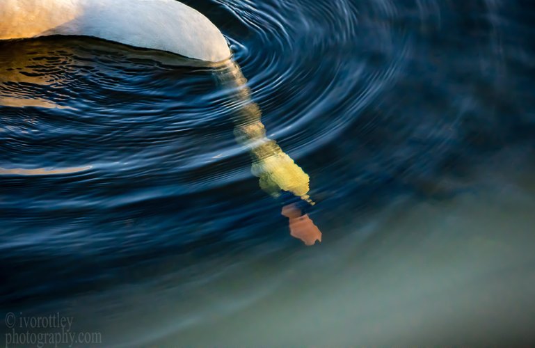 Swan under water.