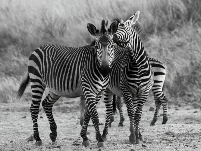 The Zebra Whisper & Buf Stare