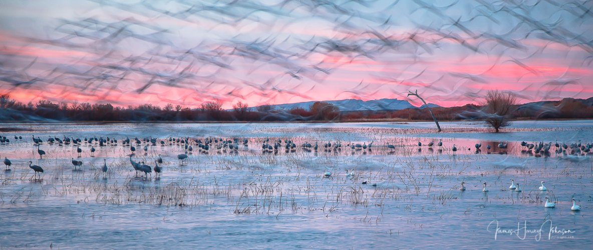 Liftoff- Bosque del Apache