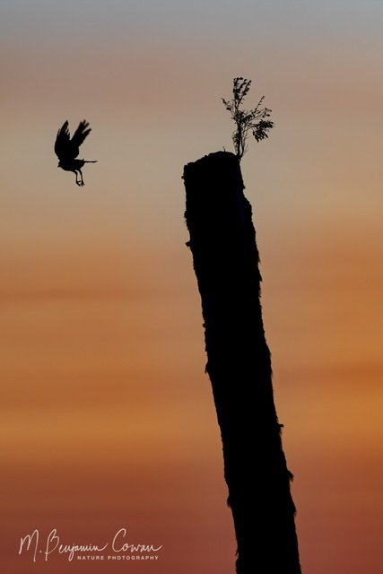 Northwestern Crow at Sunset