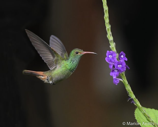 Hummers -- Share Your Hummingbird Images