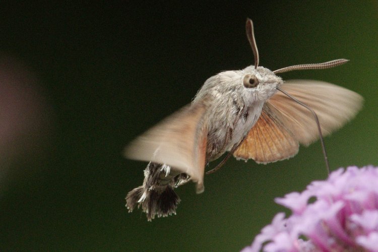 Hummingbird hawk moth