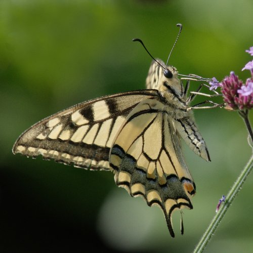 Swallowtail Butterfly