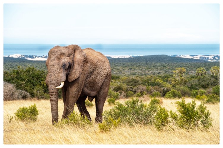 African elephant - returning from a day at the beach 😉