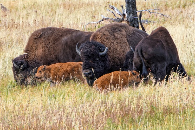 Bison and calves in Yellowstone NP, Nikon D500, 80-400 mm, f11, 1/800 sec, ISO 1100